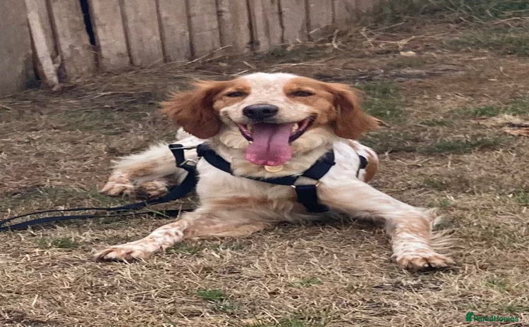 Brittany Spaniel dogs - Advert 1