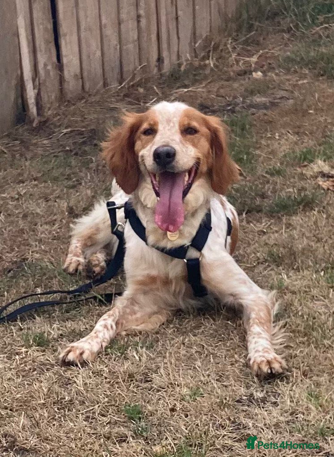 Brittany Spaniel dogs for adoption: Sweet, friendly, pretty Mildred in Surrey - Image 1