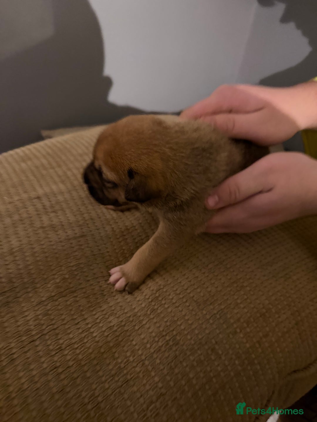 Mixed Breed dogs for sale: Puppies  - Advert 5