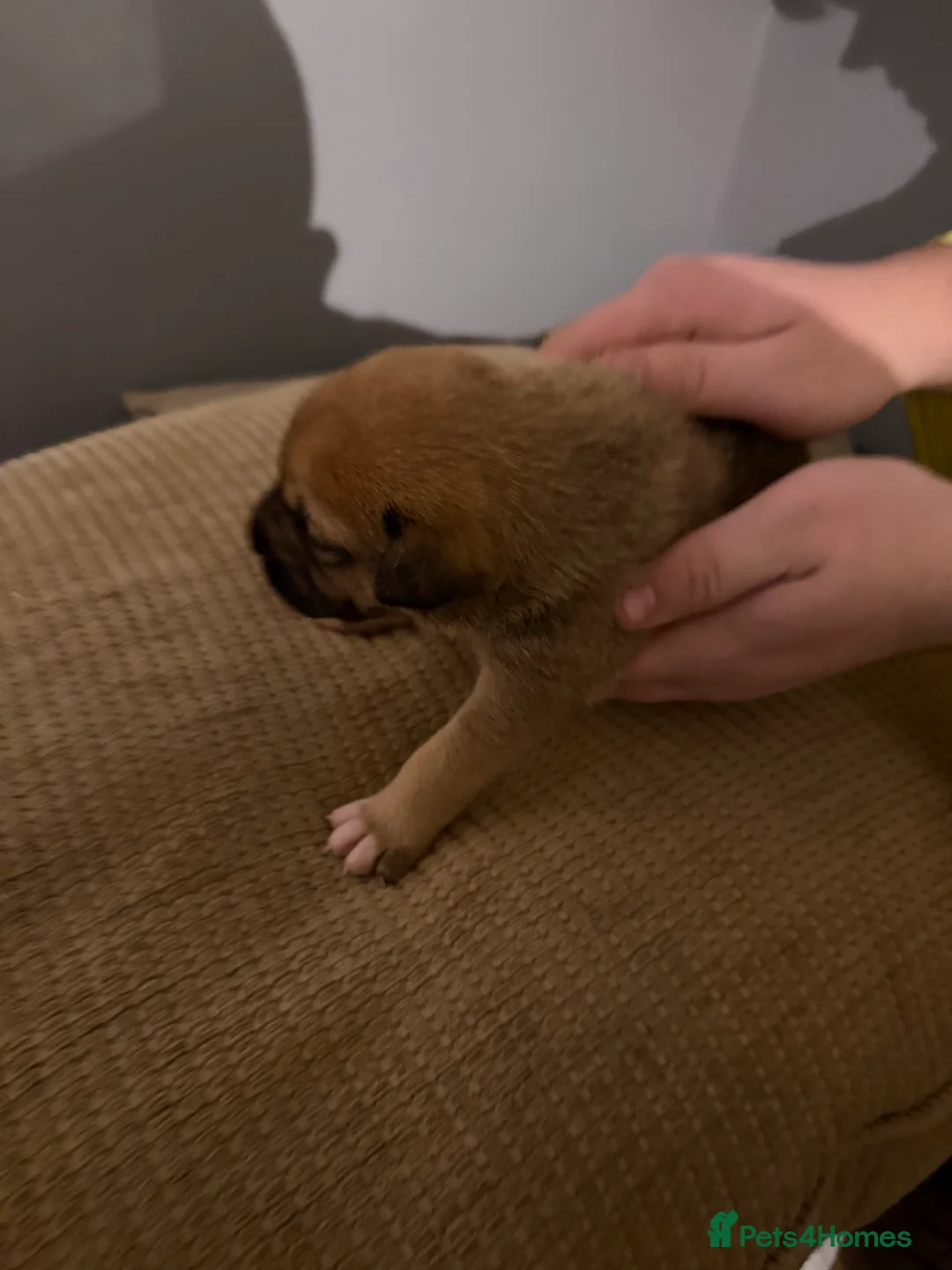 Mixed Breed dogs for sale: Puppies  - Advert 5