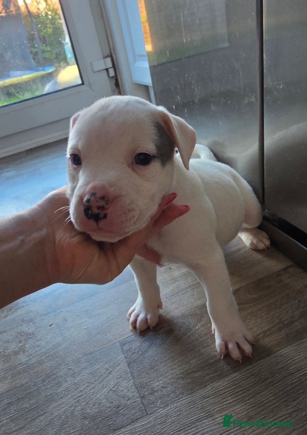 American Bull Staffy dogs for sale: Last one Girl Staffordshire waiting for new home - Advert 20