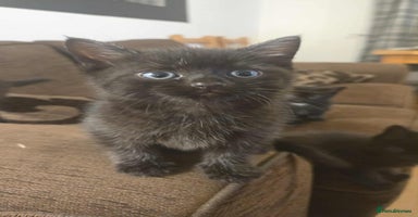 Mixed Breed cats - Advert 4