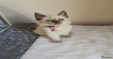 Ragdoll cats - Advert 10