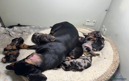 Miniature Dachshund dogs for sale: Miniature Dachshund KC ready now  - Image 1