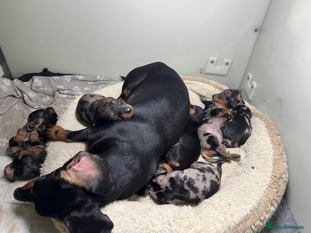 Miniature Dachshund dogs for sale: Miniature Dachshund KC ready now  - Image 1