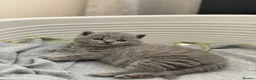British Shorthair cats for sale: ✨British Shorthair Kittens Ready for Loving Home!✨ - Advert 5