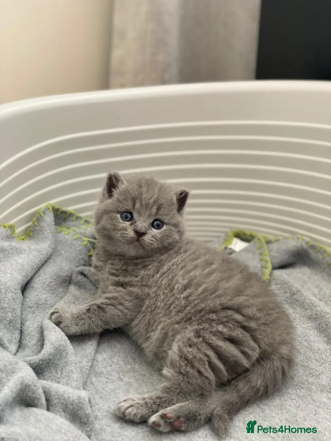 British Shorthair cats for sale: ✨British Shorthair Kittens Ready for Loving Home!✨ - Advert 22