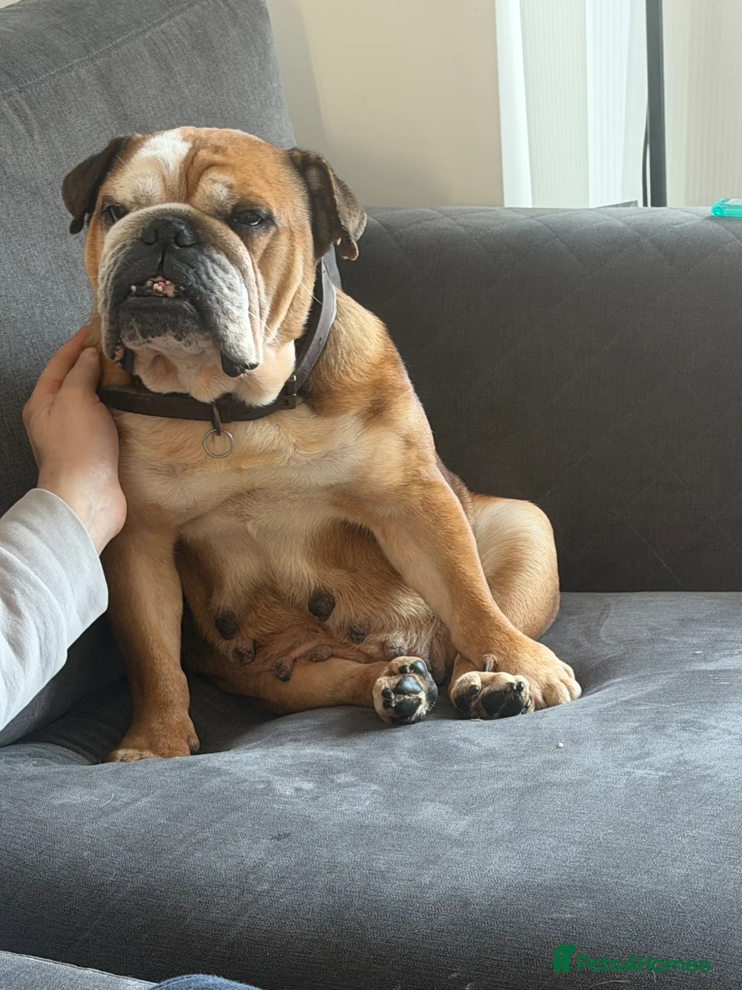 English Bulldog dogs for sale: 8 year old bulldog - Advert 2