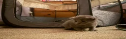 Ragdoll cats for sale: Ragdoll/Nebelung kittens - Advert 7