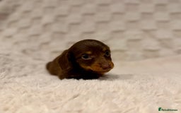 Miniature Dachshund dogs for sale: Long haired chocolate tan dachshunds  - Image 8