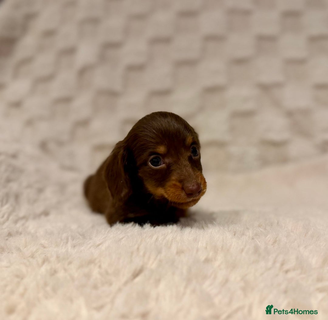 Miniature Dachshund dogs for sale: Long haired chocolate tan dachshunds  - Image 8