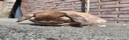 Netherland Dwarf rabbits for sale: Netherland dwarf pure bred adult doe.  - Advert 3