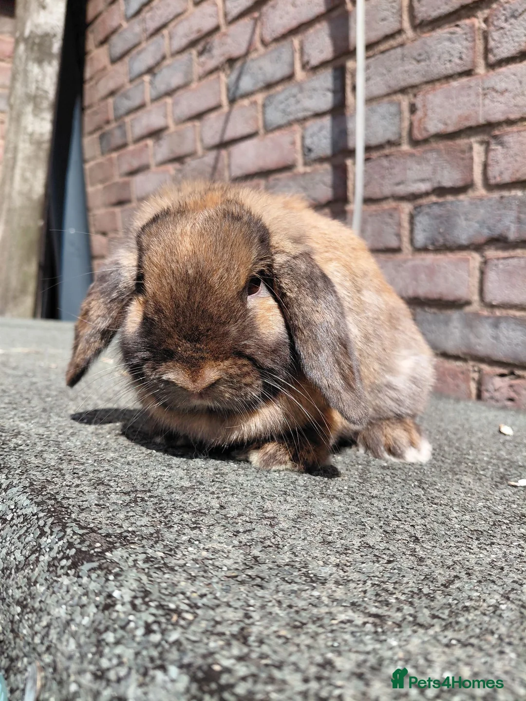 Netherland Dwarf rabbits for sale: Netherland dwarf pure bred adult doe.  - Advert 3