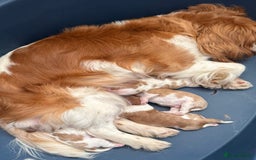 Cavalier King Charles Spaniel dogs for sale: Beautiful Blenheim Cavalier King Charles puppies - Image 2
