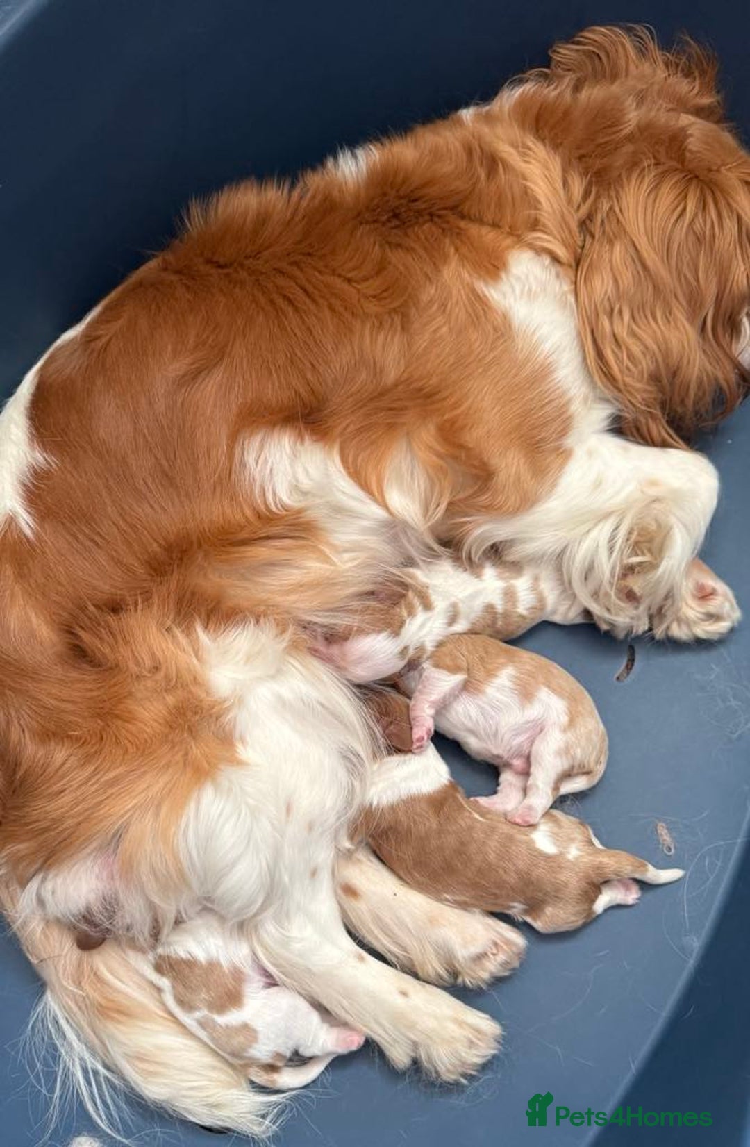 Cavalier King Charles Spaniel dogs for sale: Beautiful Blenheim Cavalier King Charles puppies - Image 2