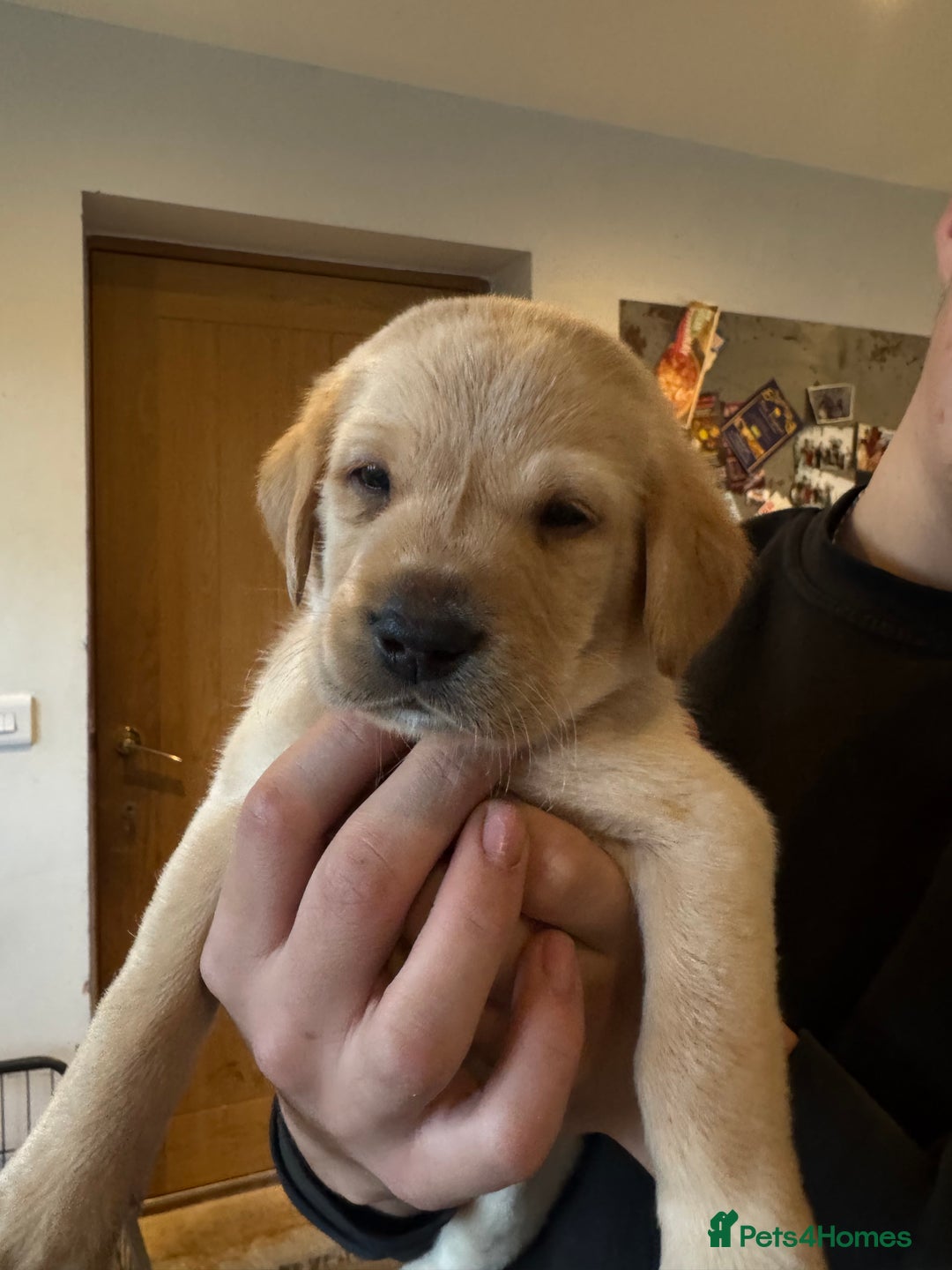Springador dogs for sale: 4 Male Labrador available - Advert 14