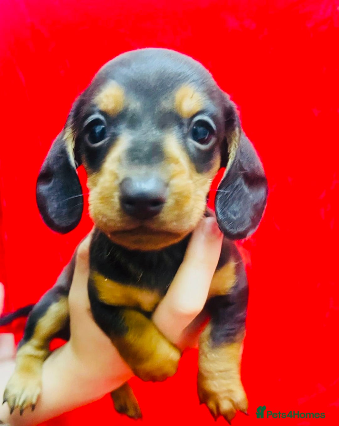 Miniature Dachshund dogs for sale: Miniature dachshunds - Advert 10
