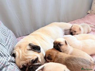 Mixed Breed dogs - Advert 2