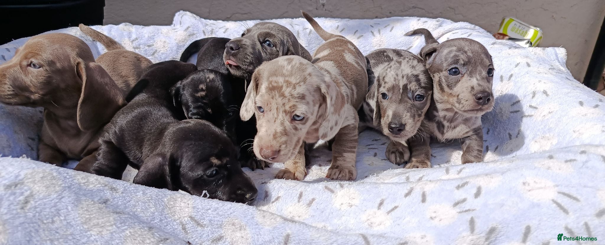 Dachshund dogs QUAILTY MINI KC Reg PRA CLEAR  - Advert 1
