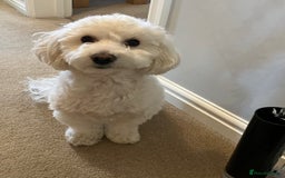 Maltipoo dogs for sale: 2 year old Maltipoo for sale - Image 4
