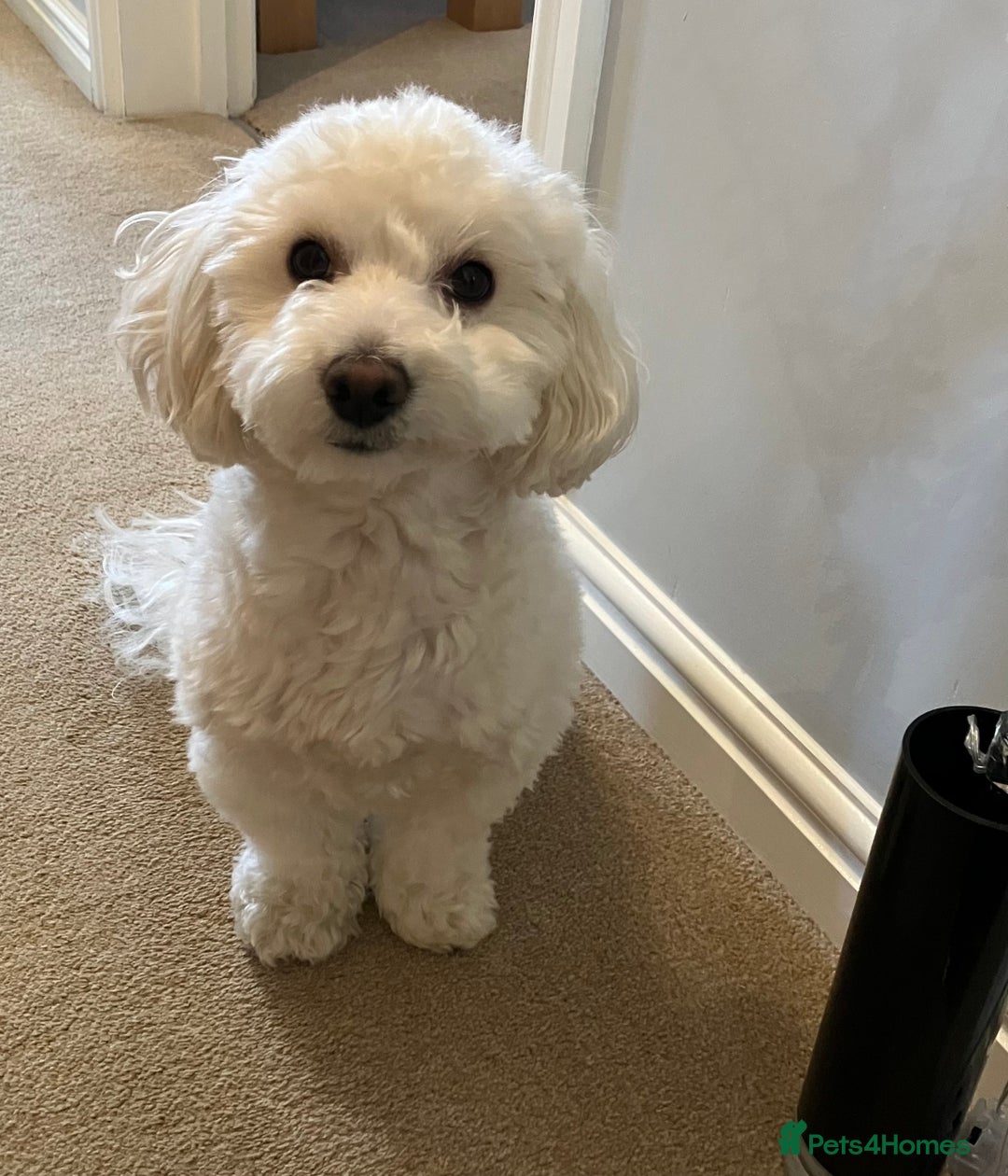 Maltipoo dogs for sale: 2 year old Maltipoo for sale - Image 4