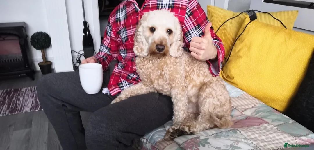 Cockapoo dogs for stud: DNA tested F1 Cockapoo stud  in London - Advert 2