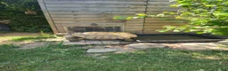 Tortoise reptiles for sale: Adult Sulcata tortoise for sale in Canterbury - Advert 2