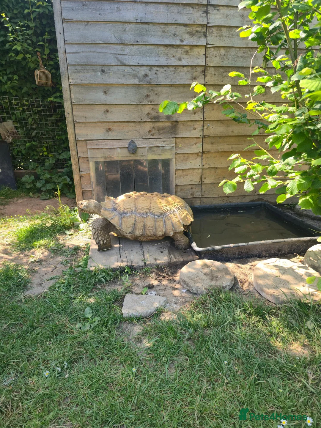 Tortoise reptiles for sale: Adult Sulcata tortoise for sale in Canterbury - Advert 2