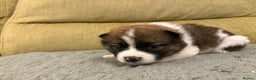 Mixed Breed dogs for sale: Pomskiba Inu Puppies. Shiba Inu x Pomsky - Advert 37