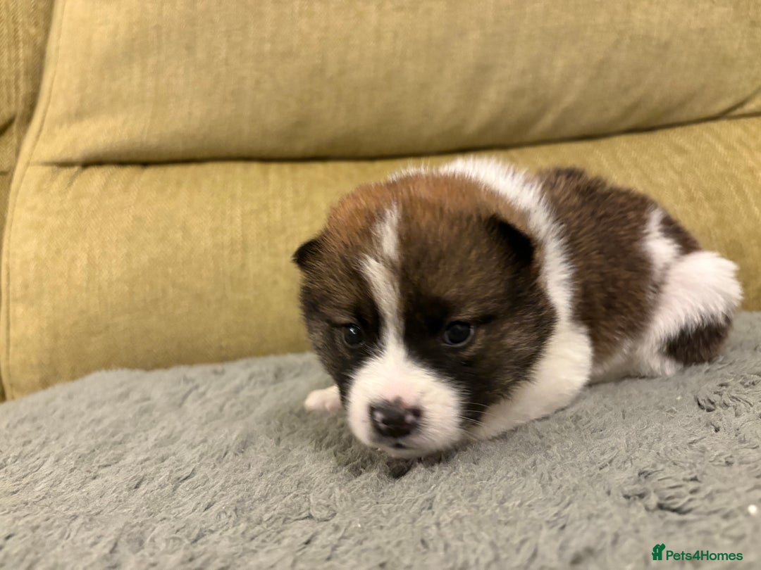 Mixed Breed dogs for sale: Pomskiba Inu Puppies. Shiba Inu x Pomsky - Advert 37