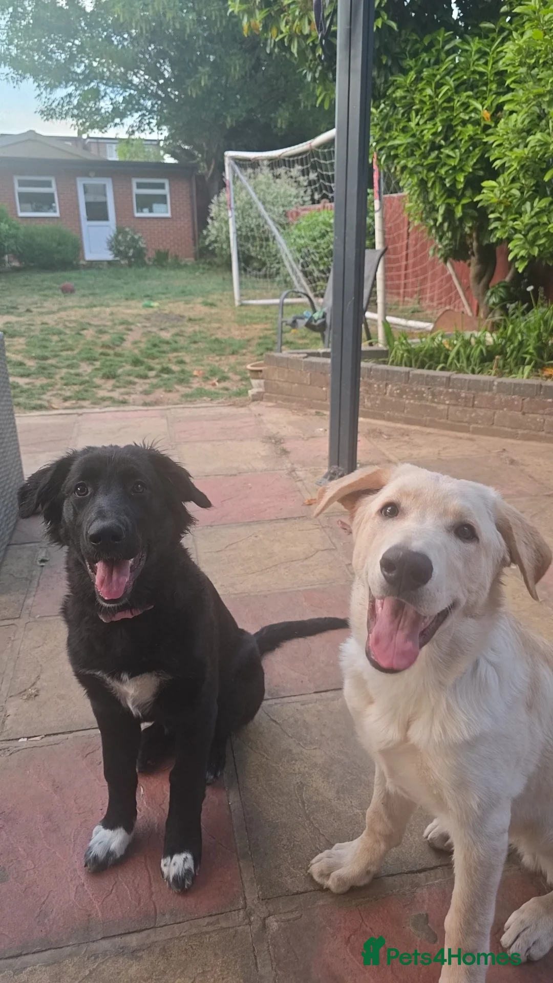 Mixed Breed dogs for sale: Fully Trained and Vaccinated Sheprador pups ✨️ - Advert 2