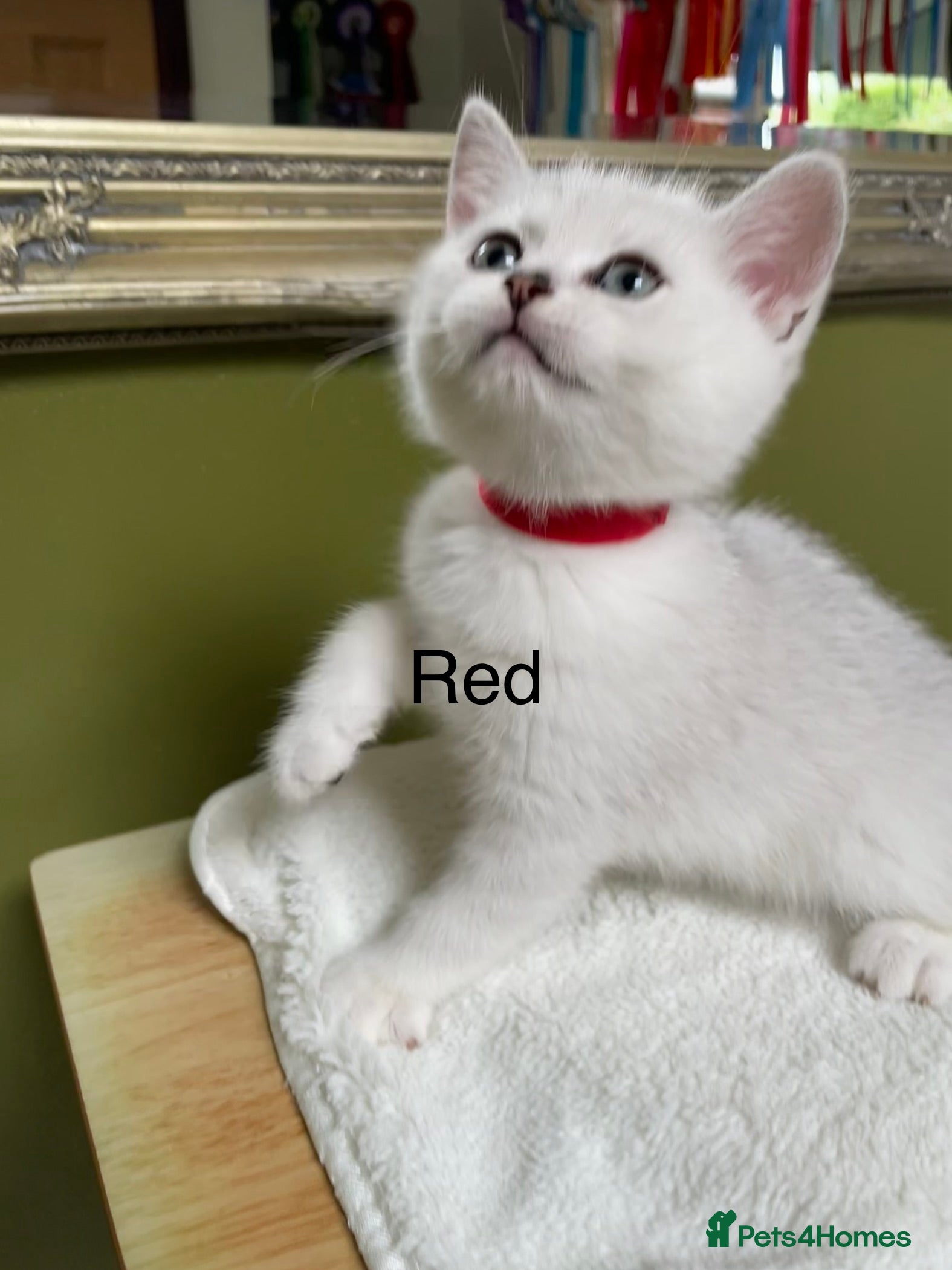 British Shorthair cats BSH Silver/Black Tipped Boys GCCF Registered  - Advert 2