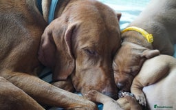 Hungarian Vizsla dogs for sale: Adorable vizsla puppies, exceptional pedigree - Image 17