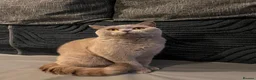 British Shorthair cats for sale: Multicolour GCCF Registered BSH kittens - Advert 10