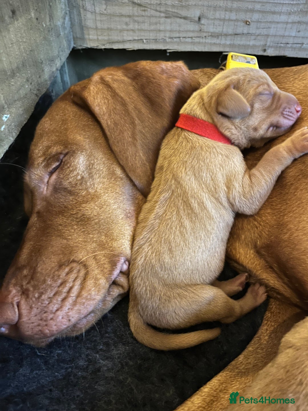 Hungarian Vizsla dogs for sale: 8 stunning Vizsla puppies  - Advert 6