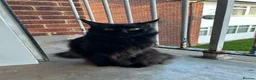 Maine Coon cats for stud: TICA active Black Smoke Boy! - Advert 4