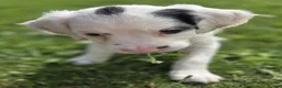 Mixed Breed dogs for sale: Beautiful springer pups in Newry - Advert 5