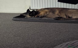 Belgian Shepherd Dog dogs for sale: Calm, loving Athena - Image 14