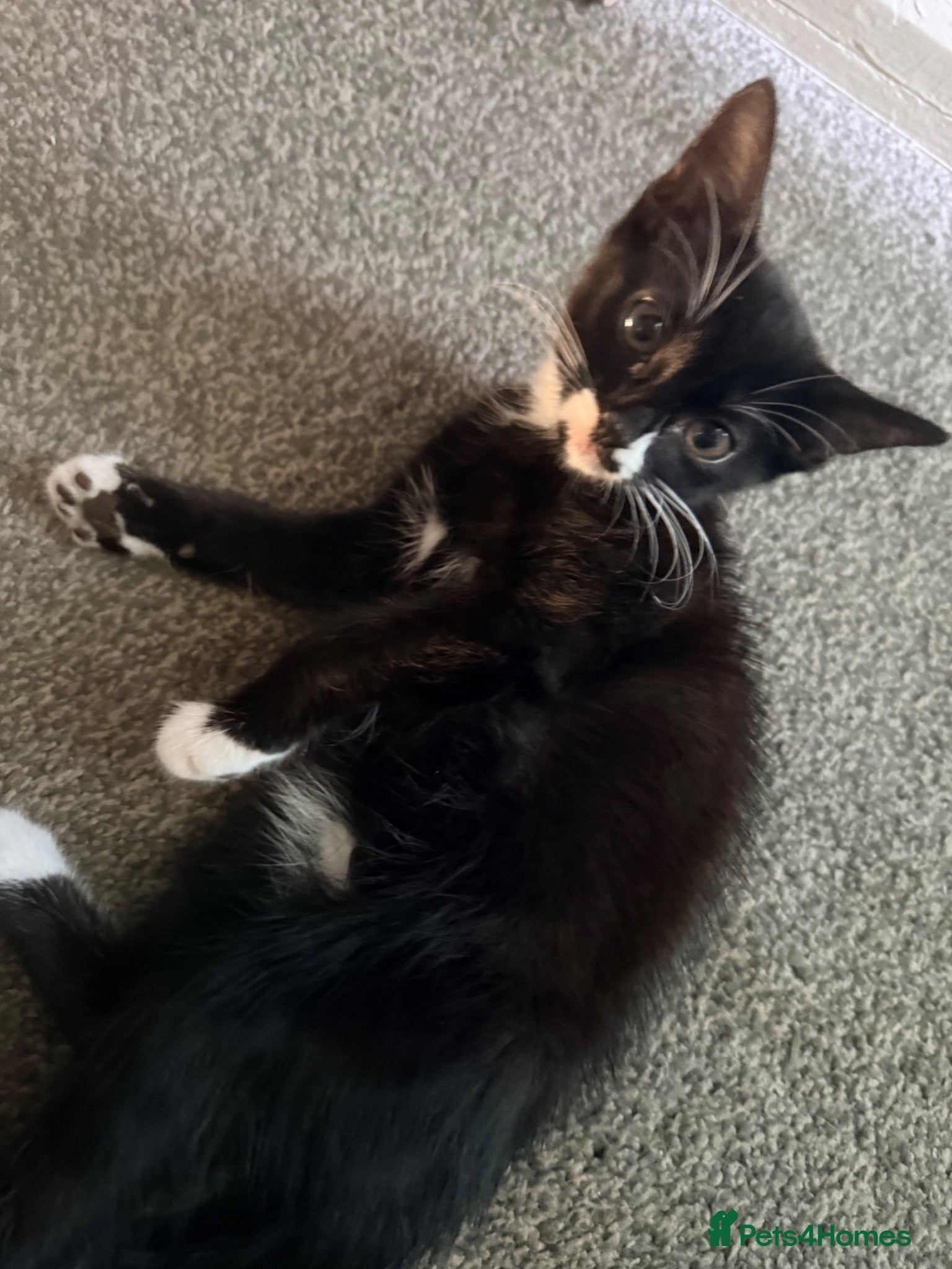 British Longhair cats Female kitten - Advert 2