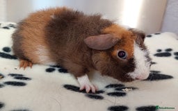 Guinea Pig rodents for sale: Teddy babies  - Image 10