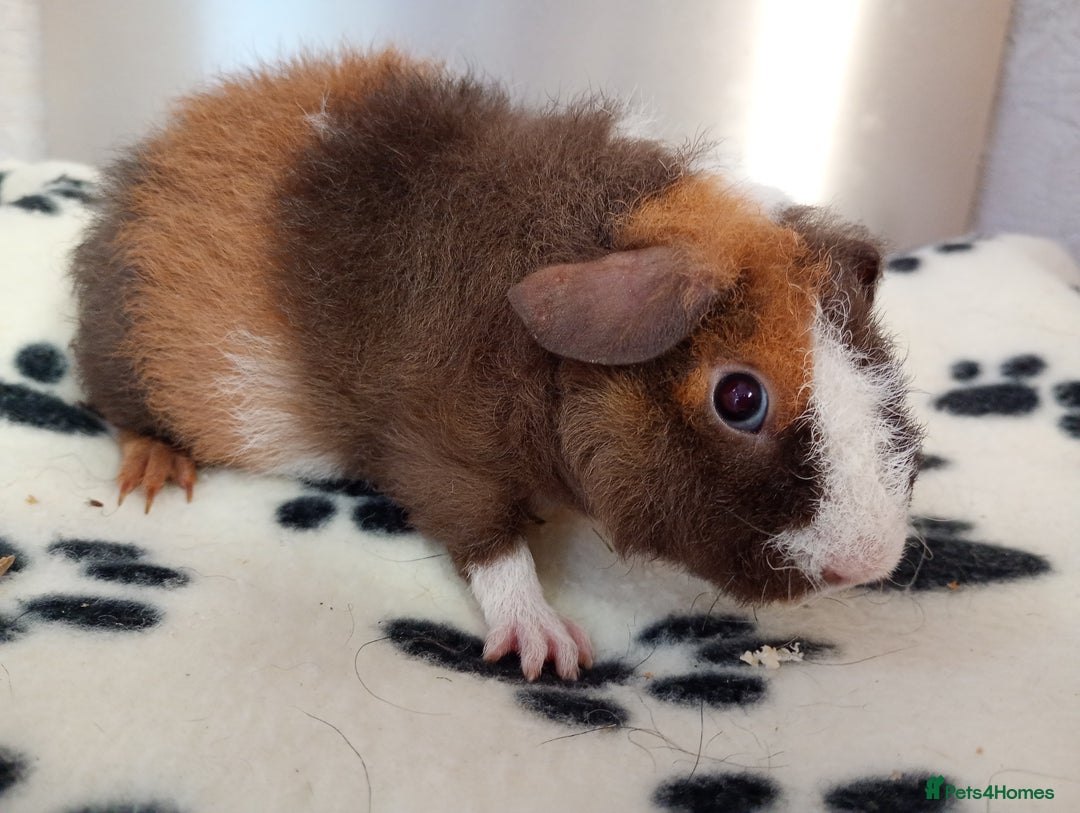 Guinea Pig rodents for sale: Teddy babies  - Image 10