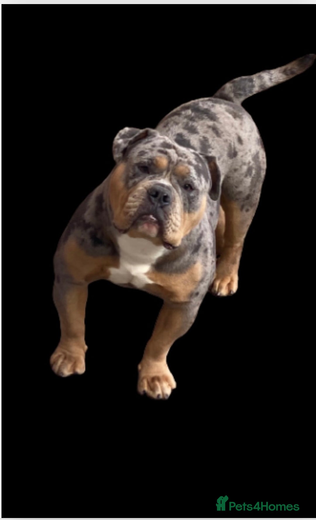 Dorset Olde Tyme Bulldogge dogs for stud: Proven LH fluffy carrier in Portsmouth - Image 13
