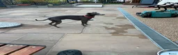 Italian Greyhound dogs for sale: KC Registered Italian Greyhounds Puppies - Advert 17