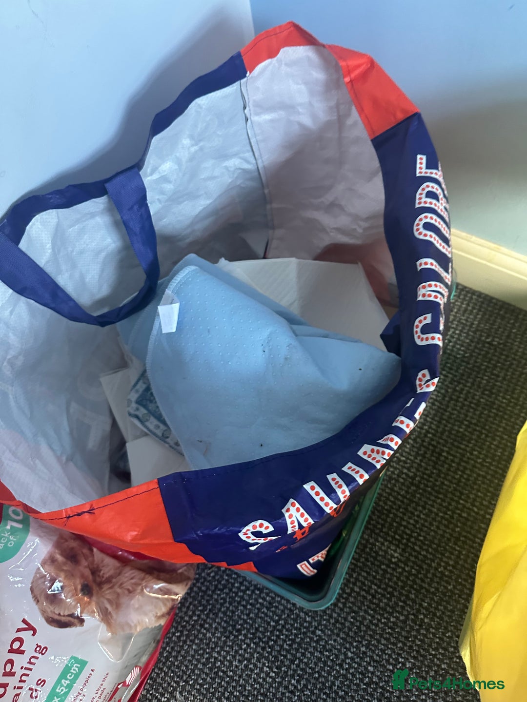 Tortoise reptiles for sale: 2 red foot tortoises for sale  - Advert 2