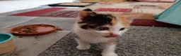 Mixed Breed cats for sale: 2 girl mixed breed beautiful kittens in Bournemouth - Advert 7