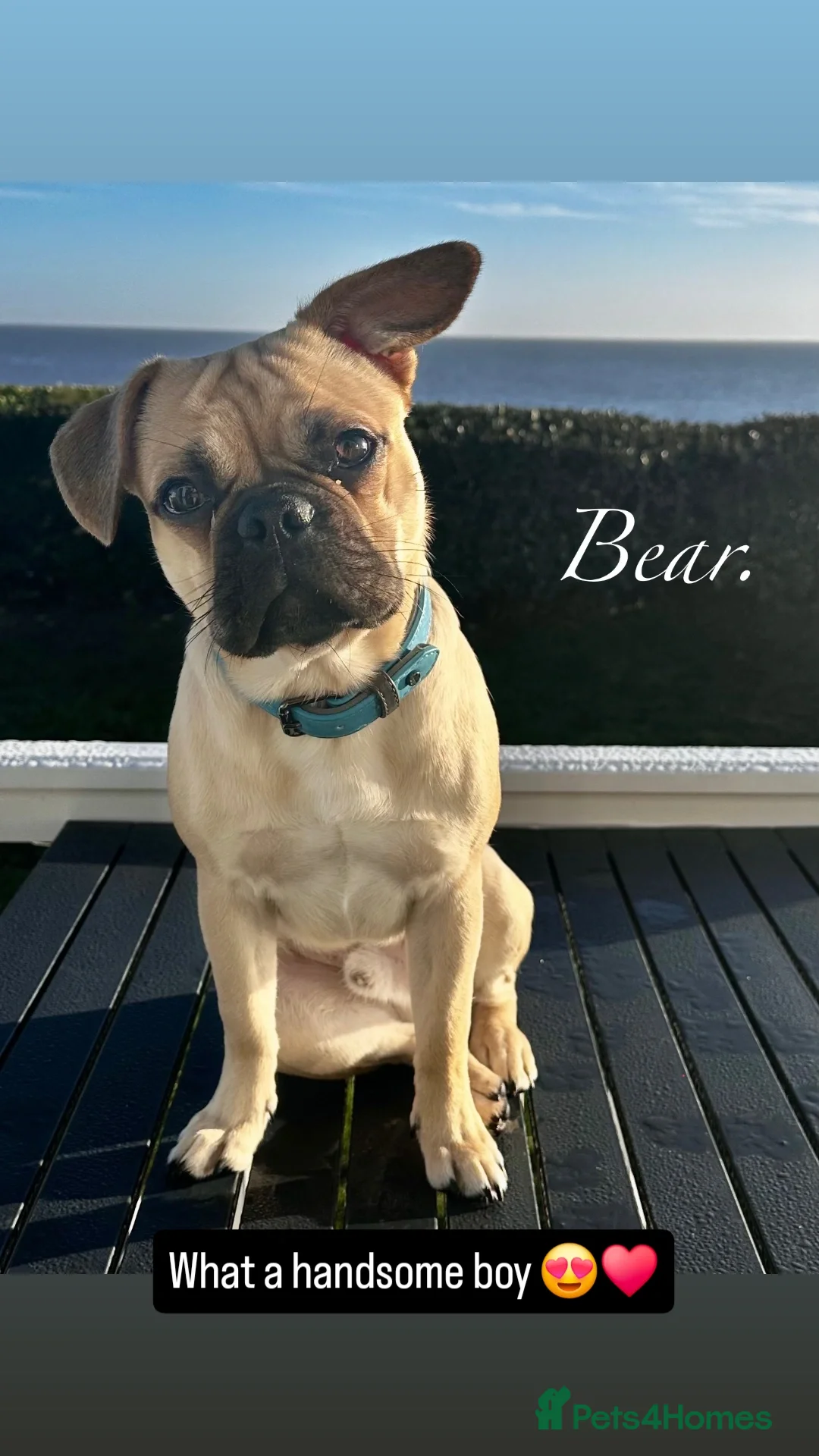 Mixed Breed dogs Bear for rehome - Advert 1