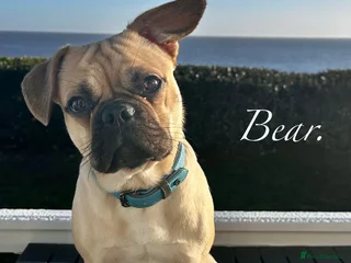 Mixed Breed dogs Bear for rehome - Advert 1