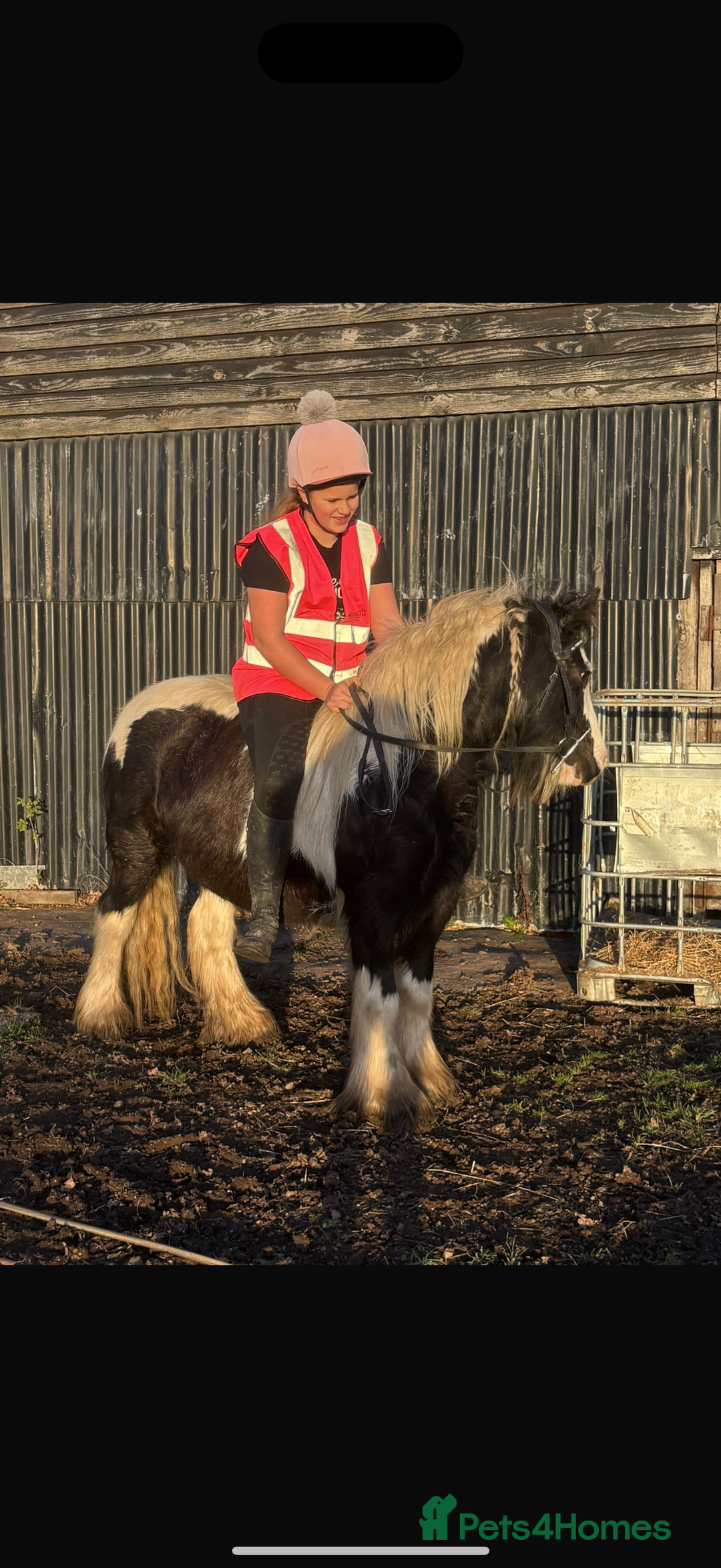 Riding pony horses for sale: Nancy  - Advert 4