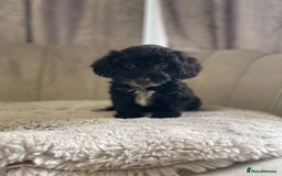 Cockapoo dogs for sale: Beautiful F1 cockapoos ready now  - Image 28