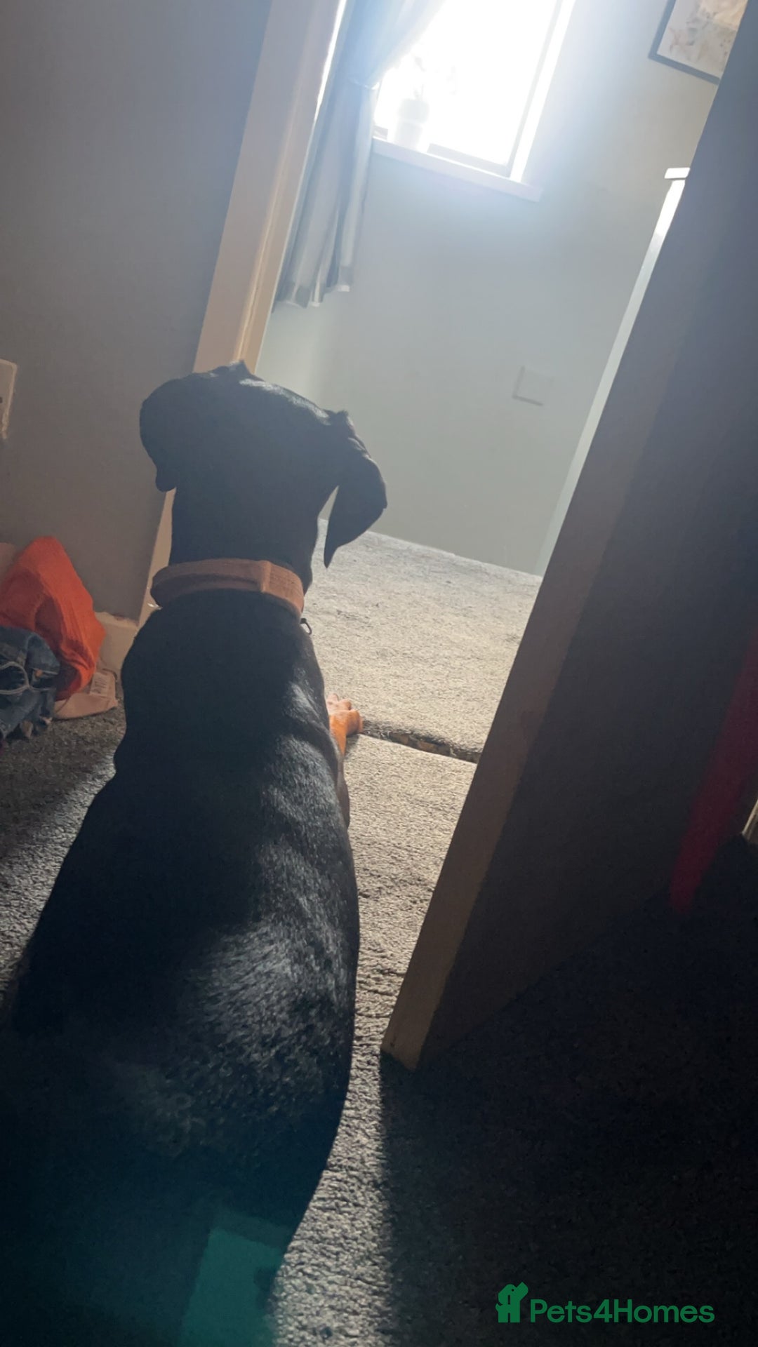 Dobermann dogs for sale: Loving, Cat-Free Home for Wonderful Doberman Girl - Advert 21